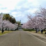 松山城山公園（堀之内地区）夜桜の夕べ