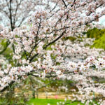 玉川湖畔の里さくらまつり