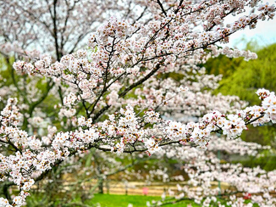 玉川湖畔の里さくらまつり