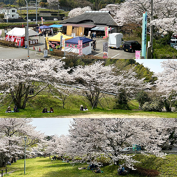 玉川湖畔の里さくらまつり